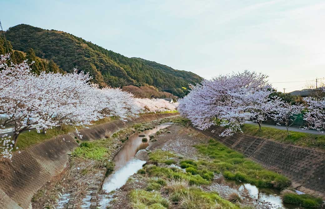 仁位川の桜並木（春）